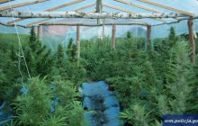 Kolejna plantacja konopi zlikwidowana. Narkotyki miały trafić do Olsztyna Kolejna plantacja konopi zlikwidowana. Narkotyki miały trafić do Olsztyna