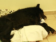 Zwyrodnialec powiesił psa za łapy na drzewie! Zwierzę przeżyło