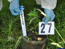 Plantacja marihuany nad jeziorem Plantacja marihuany nad jeziorem