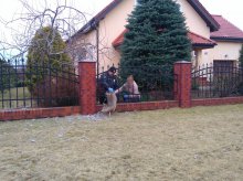 Sarna utknęła w ogrodzeniu Sarna utknęła w ogrodzeniu