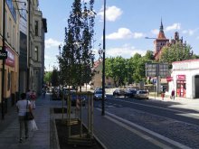 Nowe nasadzenia przy Pieniężnego Nowe nasadzenia przy Pieniężnego