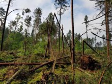 Trąba powietrzna doszczętnie zniszczyła las Trąba powietrzna doszczętnie zniszczyła las