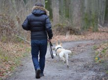 Nie spuszczaj psa ze smyczy. Rusza akcja szczepienia lisów Nie spuszczaj psa ze smyczy. Rusza akcja szczepienia lisów