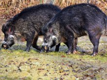 W Olsztynie powiedzą ''nie'' dla masowego odstrzału dzików W Olsztynie powiedzą ''nie'' dla masowego odstrzału dzików