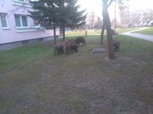 ''Kto spotyka w mieście dzika, ten do domu szybko zmyka'' ''Kto spotyka w mieście dzika, ten do domu szybko zmyka''