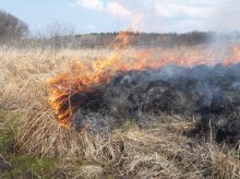 Stop wypalaniu traw – to grozi więzieniem! Stop wypalaniu traw – to grozi więzieniem!