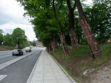 Wrocław lepiej zadba o miejskie drzewa. Jak sytuacja wygląda w Olsztynie? Wrocław lepiej zadba o miejskie drzewa. Jak sytuacja wygląda w Olsztynie?