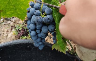 Winobranie 2026 Francja