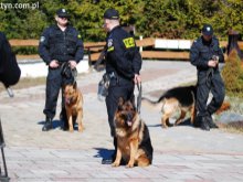 Egzamin policyjnych psów