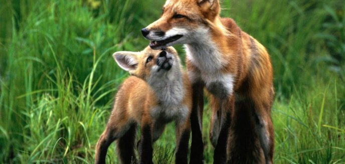 Ruszyły coroczne szczepienia lisów