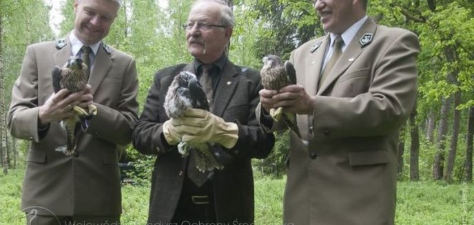 Sokoły wracają na Warmię i Mazury