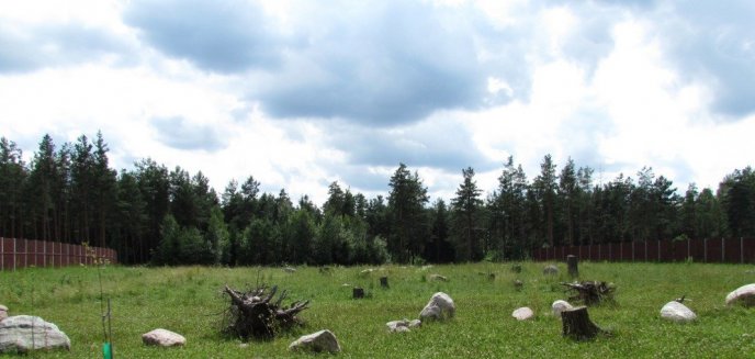 Sprawdzą, czy zwierzęta korzystają z ''zielonych mostów''