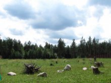 Sprawdzą, czy zwierzęta korzystają z ''zielonych mostów''
