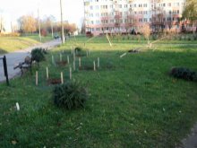 Zatrzymali wandali, którzy zniszczyli zieleń przy Wyszyńskiego