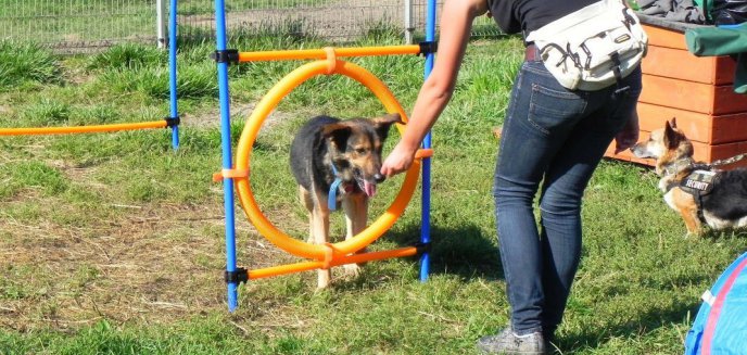 Będą szkolić psy w schronisku. Czy to zwiększy liczbę adopcji?