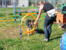 Będą szkolić psy w schronisku. Czy to zwiększy liczbę adopcji?