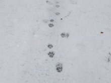 W okolicach Olsztyna żyje co najmniej 10 wilków