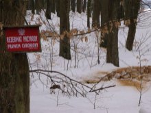 Kradli drewno z rezerwatu przyrody