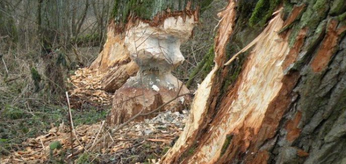 Rolnicy czekają na odszkodowania za zniszczenia wyrządzone przez bobry