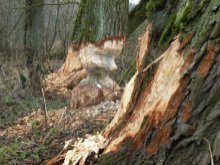 Rolnicy czekają na odszkodowania za zniszczenia wyrządzone przez bobry