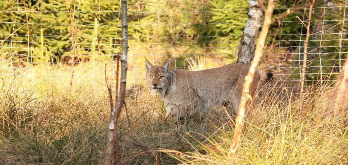 Akcja liczenia rysi i wilków przełożona