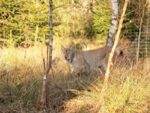 Akcja liczenia rysi i wilków przełożona