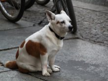 Pomoc bezdomnym zwierzętom - sprawdź, jakie obowiązki ma miasto