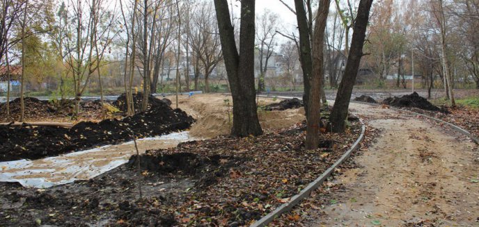 Wędrówka olsztyńskich drzew: z ul. Sikorskiego do Parku Centralnego