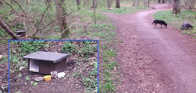 Wracamy do sprawy psa mieszkającego w olsztyńskim Lesie Miejskim