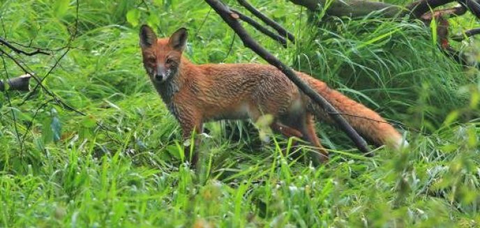 Szczepienie lisów z warmińsko-mazurskich lasów. Uwaga na psy i koty!