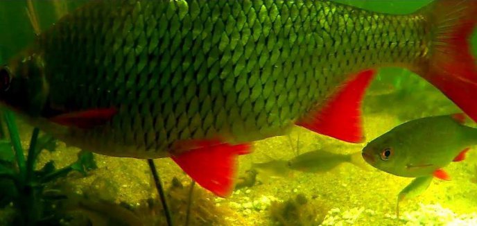 ''Ryby na żywo'', czyli z kamerą na dnie warmińsko-mazurskiego jeziora