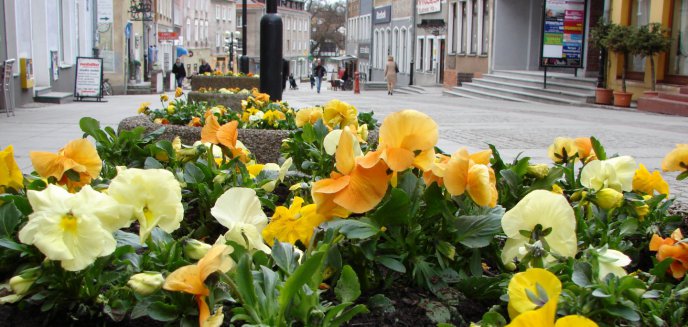 Ponad 15 tys. kwiatów ozdobi ulice Olsztyna