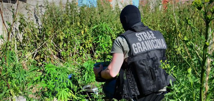 Artykuł: Kolejna plantacja marihuany w warmińsko-mazurskim