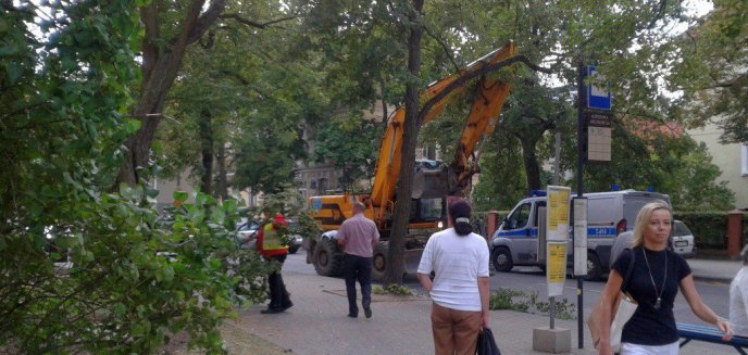 Koparka pracująca przy linii tramwajowej zniszczyła drzewo. Policjanci nie zareagowali