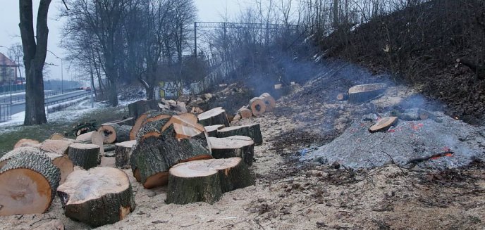 Artykuł: Wycinka drzew przy Dworcu Zachodnim. Niestety nie pod przebudowę