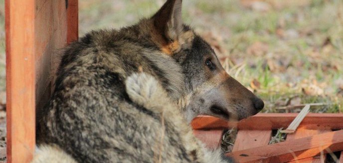 Uratowany przez leśników wilk trafił do domu