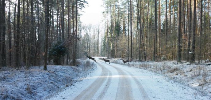 Artykuł: Liczą zwierzynę w lasach pod Olsztynem