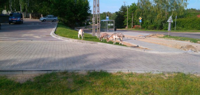 Kozy wyszły na spacer po Olsztynie