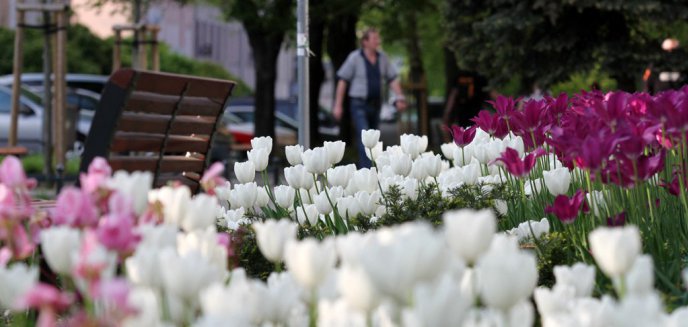 Artykuł: Olsztyn Flower Power!