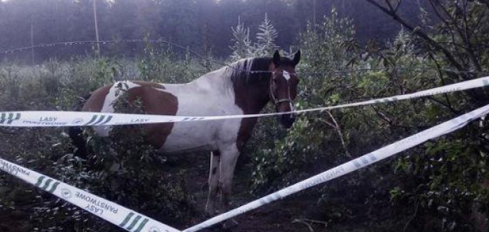 Młody las potraktował jak pastwisko dla swoich koni. Rolnik spod Olsztyna stanie przed sądem
