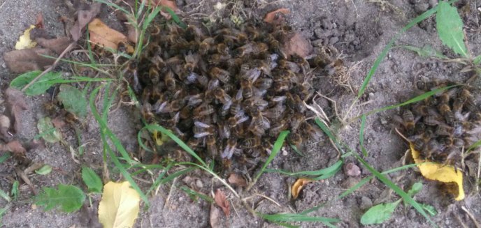 Artykuł: Usuwali rój pszczół przy Orłowicza