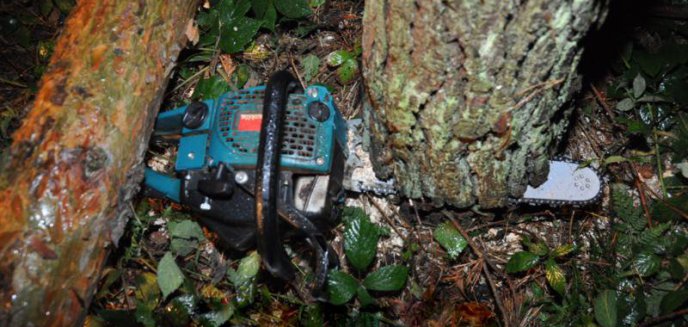 Artykuł: Tragiczny wypadek w lesie. Drzewo przygniotło mężczyznę