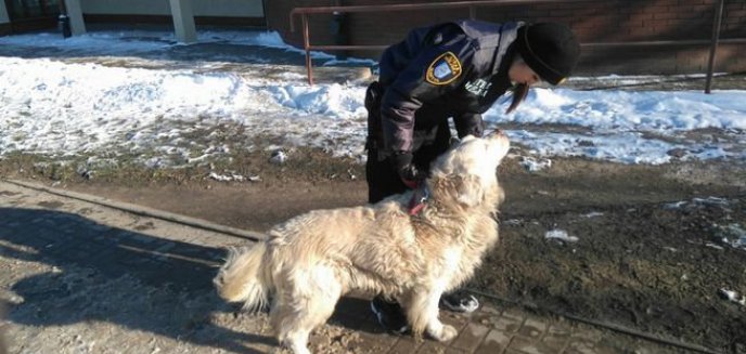 Artykuł: Znaleziono psa przy ulicy Wyszyńskiego