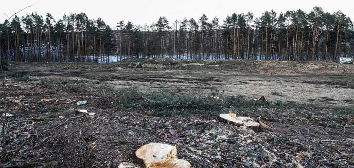 Artykuł: Skutki ''ustawy Szyszki'' w Olsztynie. Tną drzewa na potęgę nad jeziorem Ukiel