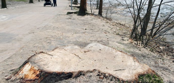 Artykuł: Prezydent Olsztyna robi zestawienie. ''Posadziliśmy sześć tysięcy drzew''