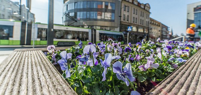 Artykuł: Olsztyn stroi się na wiosnę