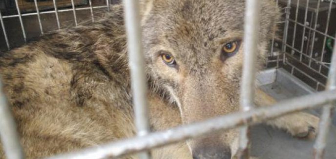 Artykuł: Wilk potrącony pod Warszawą wraca do zdrowia na Warmii i Mazurach