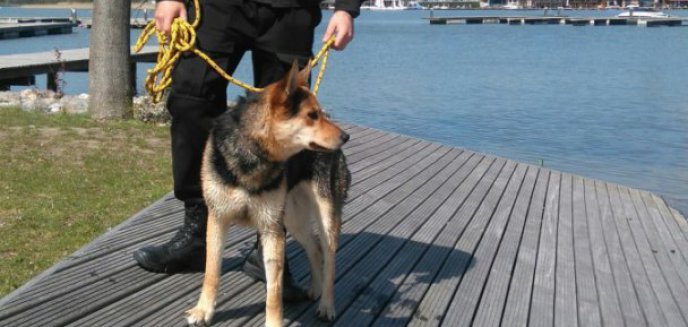 Artykuł: Znaleziono psa przy Centrum Ukiel. Ktoś go poznaje?