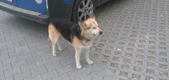 Artykuł: Kolejny pies błąkał się po mieście. Poznajesz go?