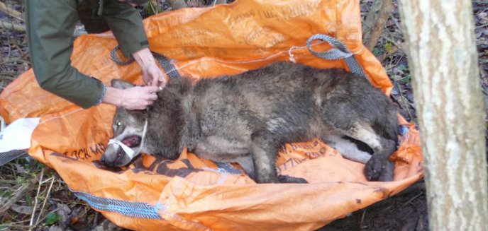 Artykuł: Uratowali wilka, który wpadł w sidła